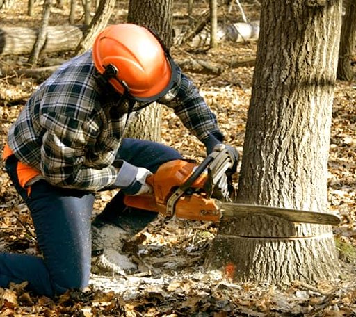 Tree Removal in Vest, KY